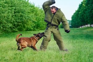What to Expect if My Dog Bites a Person in San Diego, CA