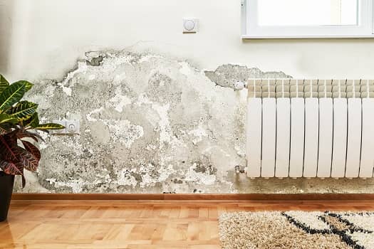 Does Home Insurance Cover Mold in San Diego, CA